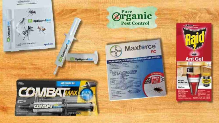 Best Ant Killer