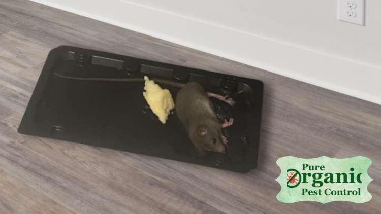 Best Rat Glue Boards