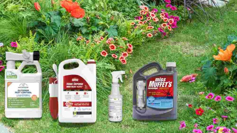 Best Spider Insecticide