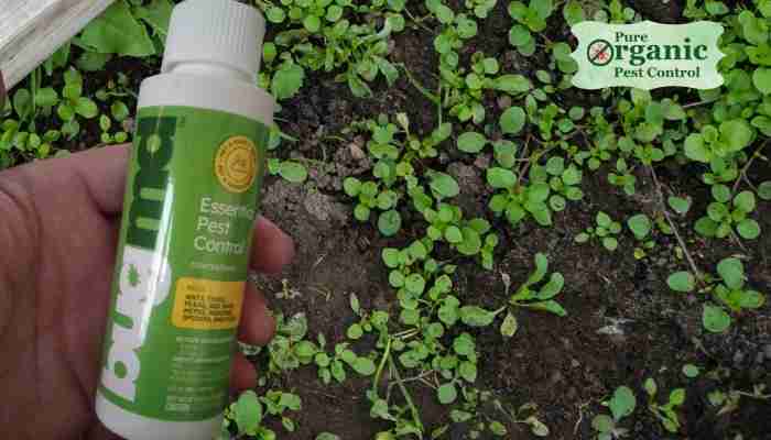 The Fly Spray BugMD BG-CN391302-01