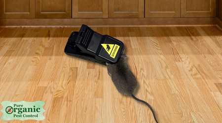 The Mouse Snap Trap Feeke M01-6Pack
