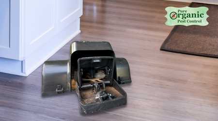 The Mouse Snap Trap Kat Sense B081LG4T1W