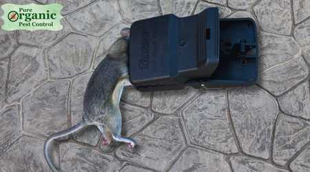 The Mouse Snap Trap Tomcat 0361710