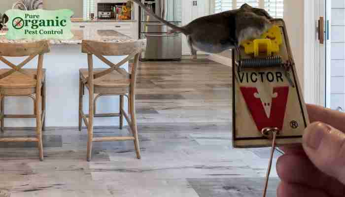 The Mouse Snap Trap Victor M035-12